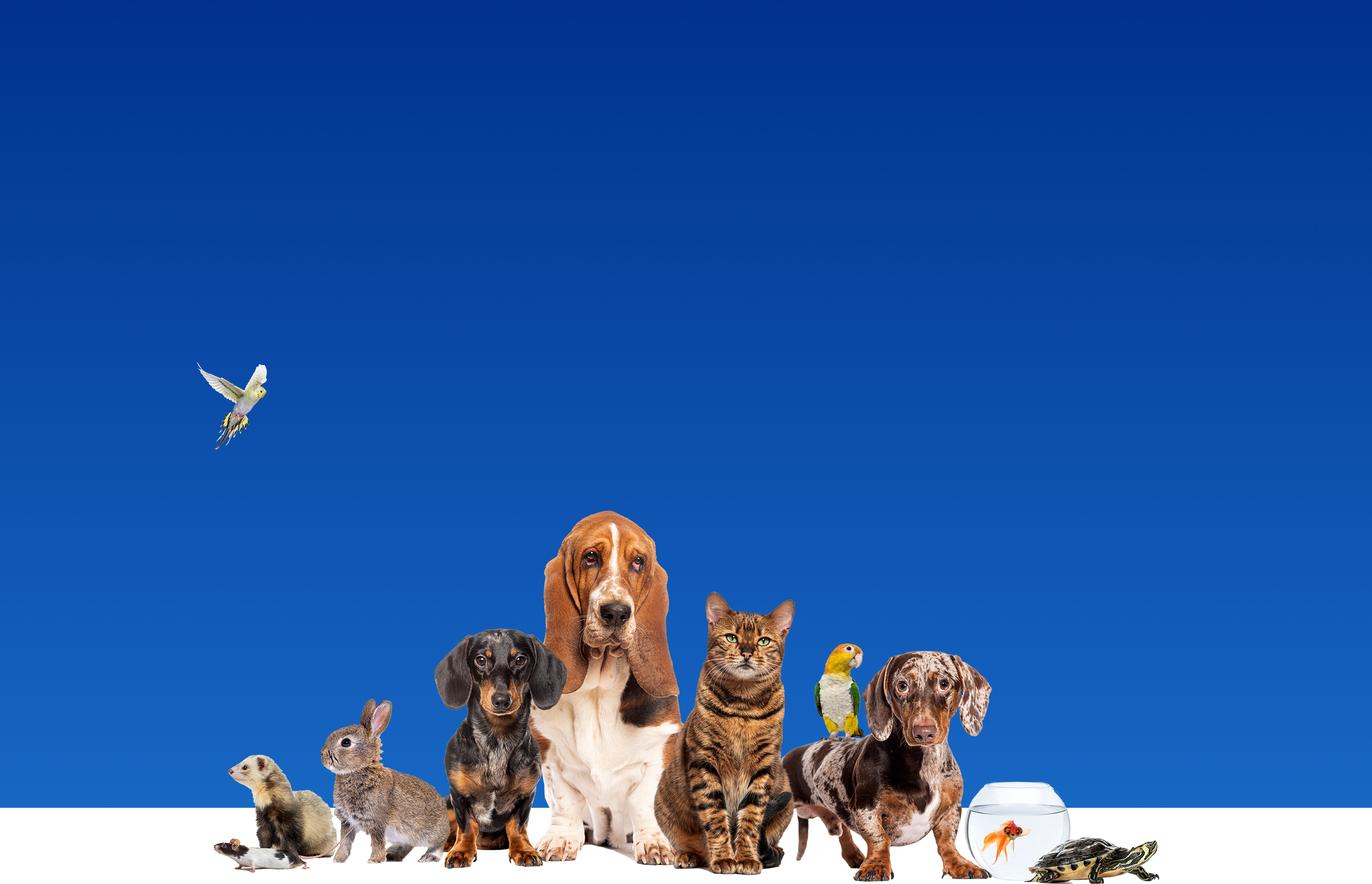 Vetlink メインビジュアル