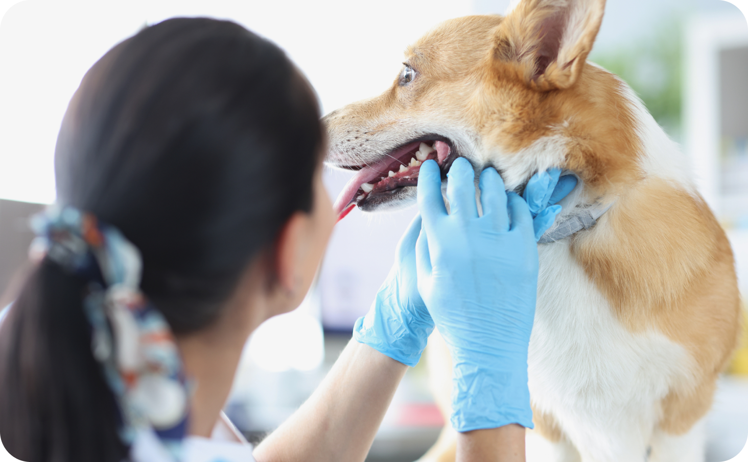仕入価格を抑えることにメリットを感じている獣医師